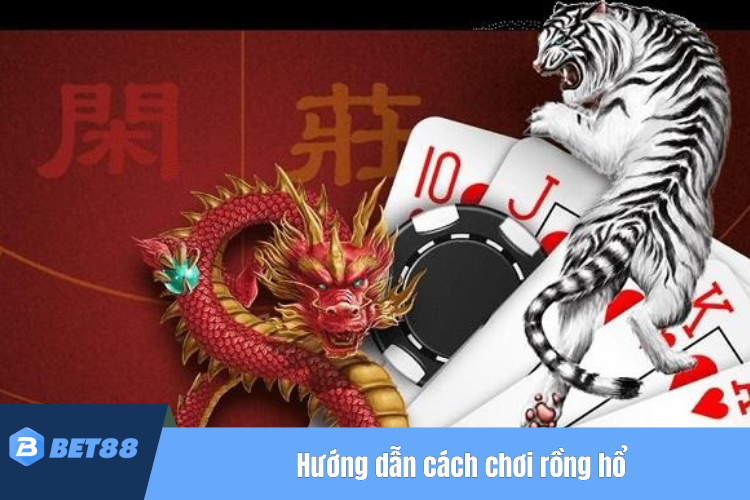 Hướng dẫn chi tiết cách chơi rồng hổ chuẩn nhất